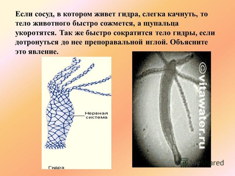 Доступ кракен